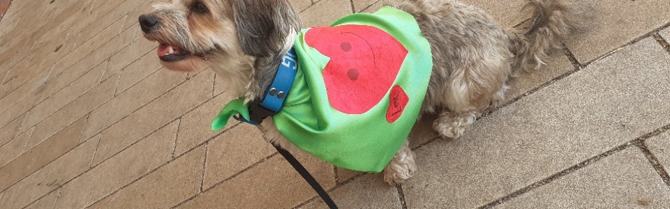 $galleryItem->description