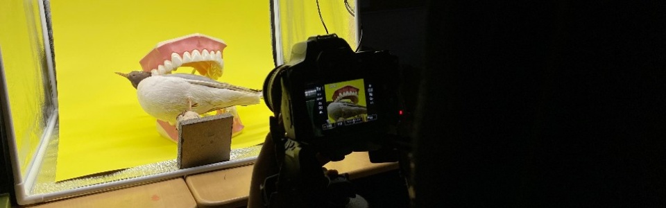 $galleryItem->description