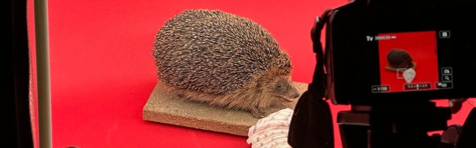 $galleryItem->description